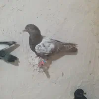 کبوتر پرشی|پرنده|شیروان (خراسان), |دیوار