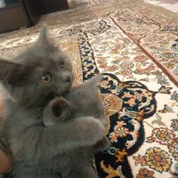 اسکاتیش دوماهه|گربه|میانه, |دیوار