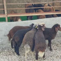 5 راس بره شیرمست 3 نر 2 تا ماده