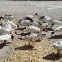 غاز سالم و جوان