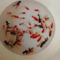 ماهی قرمز|ماهی|نیشابور, شهید بهشتی|دیوار