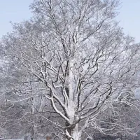 فروش فوری خونه باغ با شرایط استثنایی