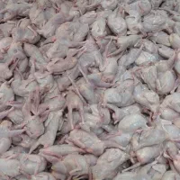 گوشت بلدرچین تازه و بهداشتی با خواص بی نظیر|خوردنی و آشامیدنی|تربت جام, کلالی|دیوار