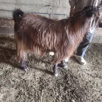 گوسفند|حیوانات مزرعه|صوفیان, |دیوار