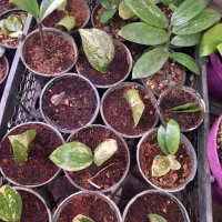 گیاه زامیفولیا ابلغ|گل و گیاه طبیعی|زرند, |دیوار