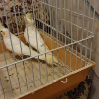 عروس هلندی گمشده