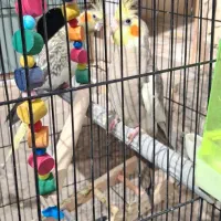 عروس هلندی|پرنده|خرمشهر, |دیوار