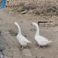 قو غاز سفید