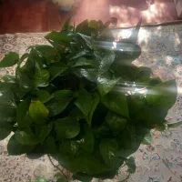 گل پتوس و تاج خروس|گل و گیاه طبیعی|تهران, شهرک زینبیه|دیوار