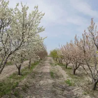 باغ فروشی ۱هکتار   باغ میوه  باغ سیب زمین