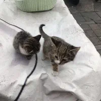 واگذاری گربه دو قلو سالم دامپزشکی رفتن