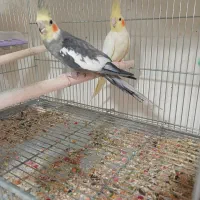 جفت مولد عروس هلندی با ۳ عدد جوجه