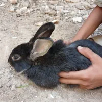 بچه خرگوش