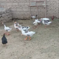 غاز(بط)|حیوانات مزرعه|زهک, |دیوار