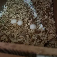 تخم گرینچیک