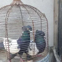 بهبهانی|پرنده|فیروزآباد (فارس), |دیوار