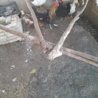 اردک|حیوانات مزرعه|باوی, |دیوار