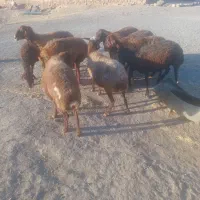 ۴راس میش ۷۶ملیون