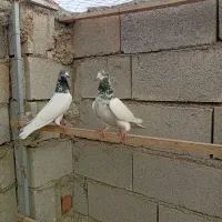 دونه ای ۲۵۰ هزار|پرنده|شوط, |دیوار