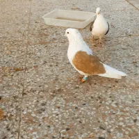 جفت دوکت به شرت تخم جوجه