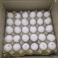 فروش تخم مرغ نوک زده از درب مرغداری