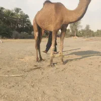 شتر فروشی مناسب برای داشت وکشتار