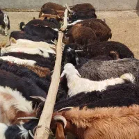 فروش گوسفنده زنده گویفندچراازروستا