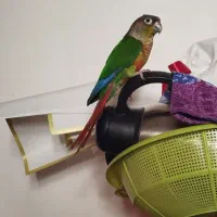 گیریچیک نر اهلی هست