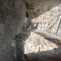 ۳تا هفت رنگ|پرنده|محمدیه-قزوین, |دیوار