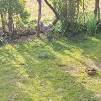 تخم مرغ گلین|حیوانات مزرعه|رضوانشهر, |دیوار