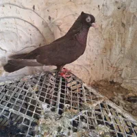 چشنوک طوقی ماده|پرنده|مسجد سلیمان, |دیوار