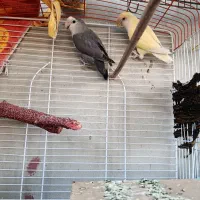 طوطی برزیلی جفت