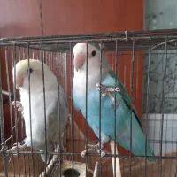 طوطی برزیلی با رنگ خاص