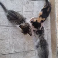 واگذاری رایگان گربه