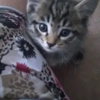 گربه