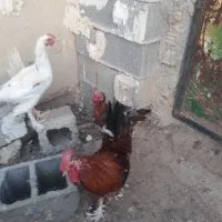 حیوانات مزرعه|حیوانات مزرعه|دهدشت, |دیوار