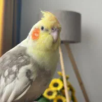 گمشده