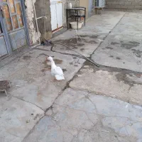 اوردک روسی