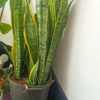 گل سانسوریا وفیکوس بلک