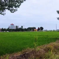 زمین کشاورزی دابودشت مازندران حقابه برق|فروش دفتر صنعتی، کشاورزی، تجاری|دابودشت, |دیوار