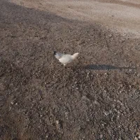 خروس و مرغ محلی اصل|حیوانات مزرعه|مهاباد (آذربایجان غربی), |دیوار