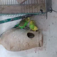 مرغ عشق|پرنده|عجب شیر, |دیوار