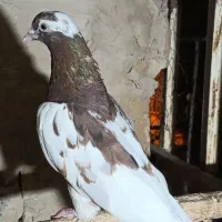 کفتر زیبا فروشی