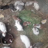 فروش خرگوش