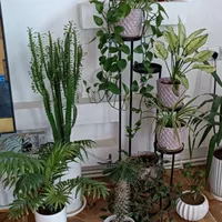 گل طبیعی