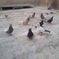 پرنده