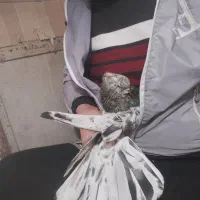 کبوترنوک قنار سرور