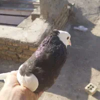 کبوتر|پرنده|سوسنگرد, |دیوار