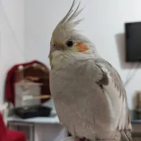 گمشده