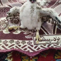 پرنده کمیاب دستی